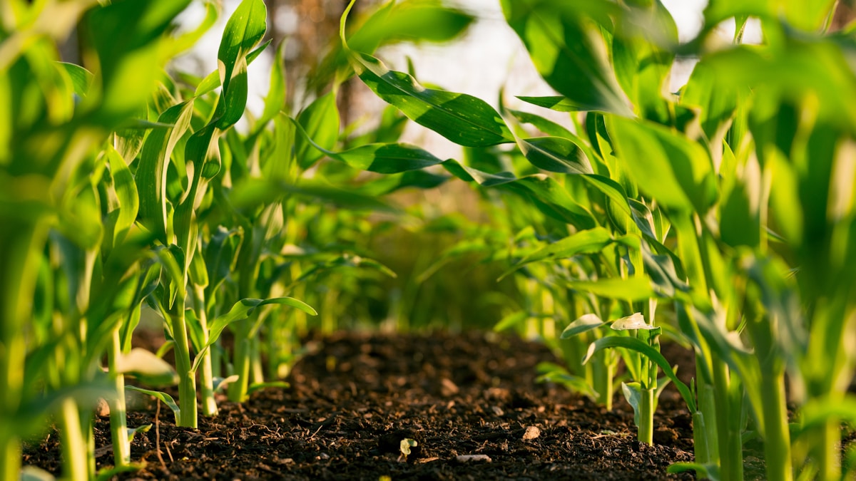 Sustainable Agriculture